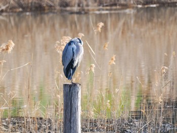 アオサギ 葛西臨海公園 2023年2月12日(日)