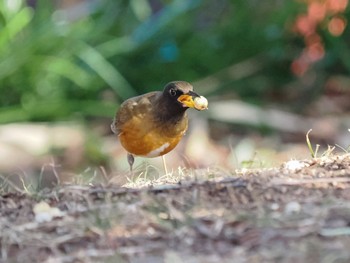 2023年2月12日(日) 葛西臨海公園の野鳥観察記録