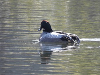 Falcated Duck 千葉県柏市 Sat, 2/18/2023