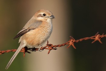 Bull-headed Shrike 狭山湖 Sat, 2/18/2023