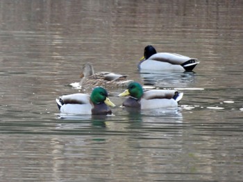 マガモ 東京港野鳥公園 2021年12月10日(金)