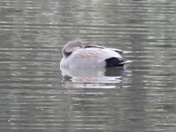 オカヨシガモ 東京港野鳥公園 2021年12月10日(金)