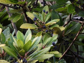 メジロ 東京港野鳥公園 2021年12月10日(金)