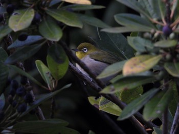 メジロ 東京港野鳥公園 2021年12月10日(金)