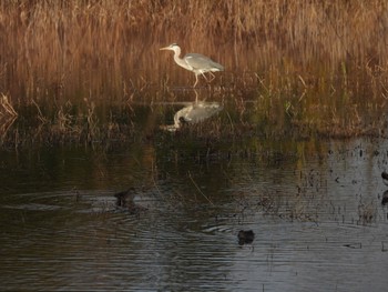 アオサギ 東京港野鳥公園 2021年12月10日(金)