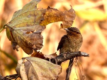 2021年12月10日(金) 東京港野鳥公園の野鳥観察記録