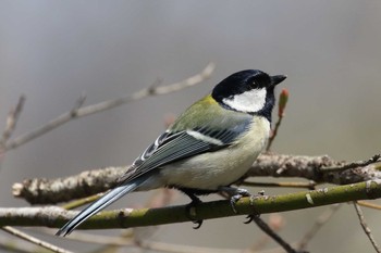 シジュウカラ 北海道 函館市 見晴公園 2018年4月29日(日)