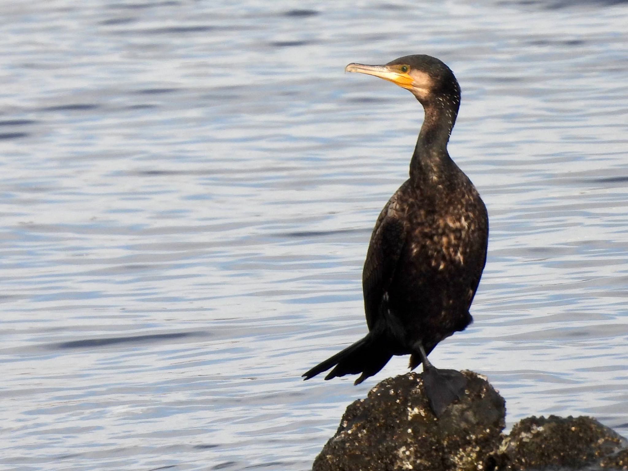 Photo of Great Cormorant at Tokyo Port Wild Bird Park by くー
