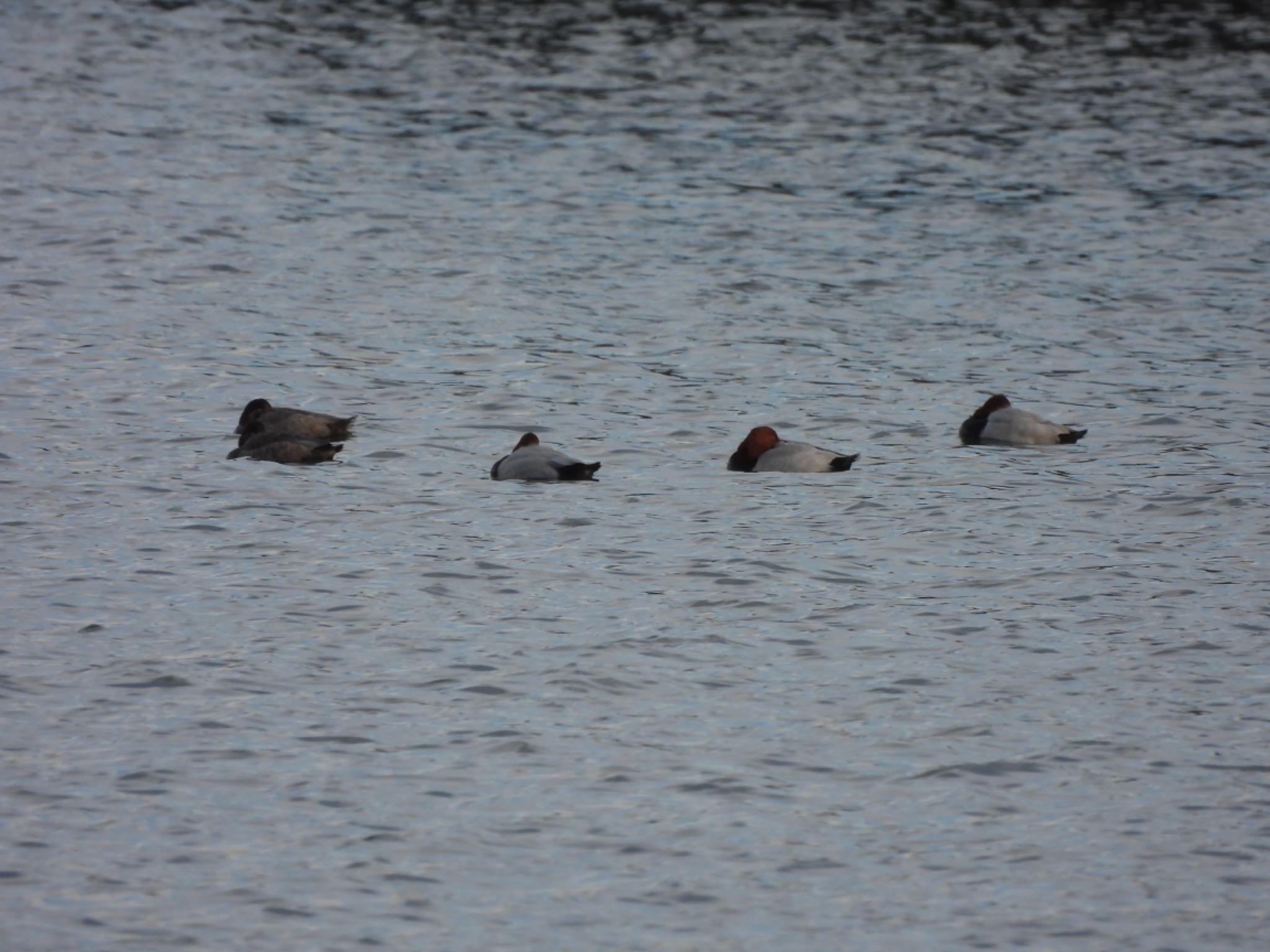 Photo of Common Pochard at Tokyo Port Wild Bird Park by くー