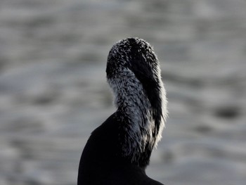 カワウ 東京港野鳥公園 2021年12月10日(金)