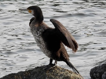 カワウ 東京港野鳥公園 2021年12月10日(金)