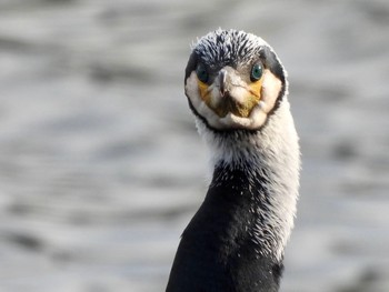 カワウ 東京港野鳥公園 2021年12月10日(金)