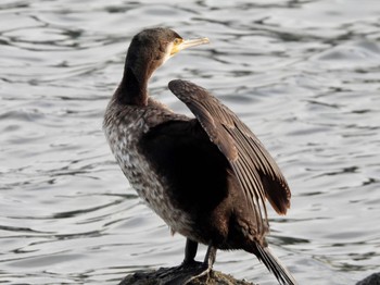 カワウ 東京港野鳥公園 2021年12月10日(金)