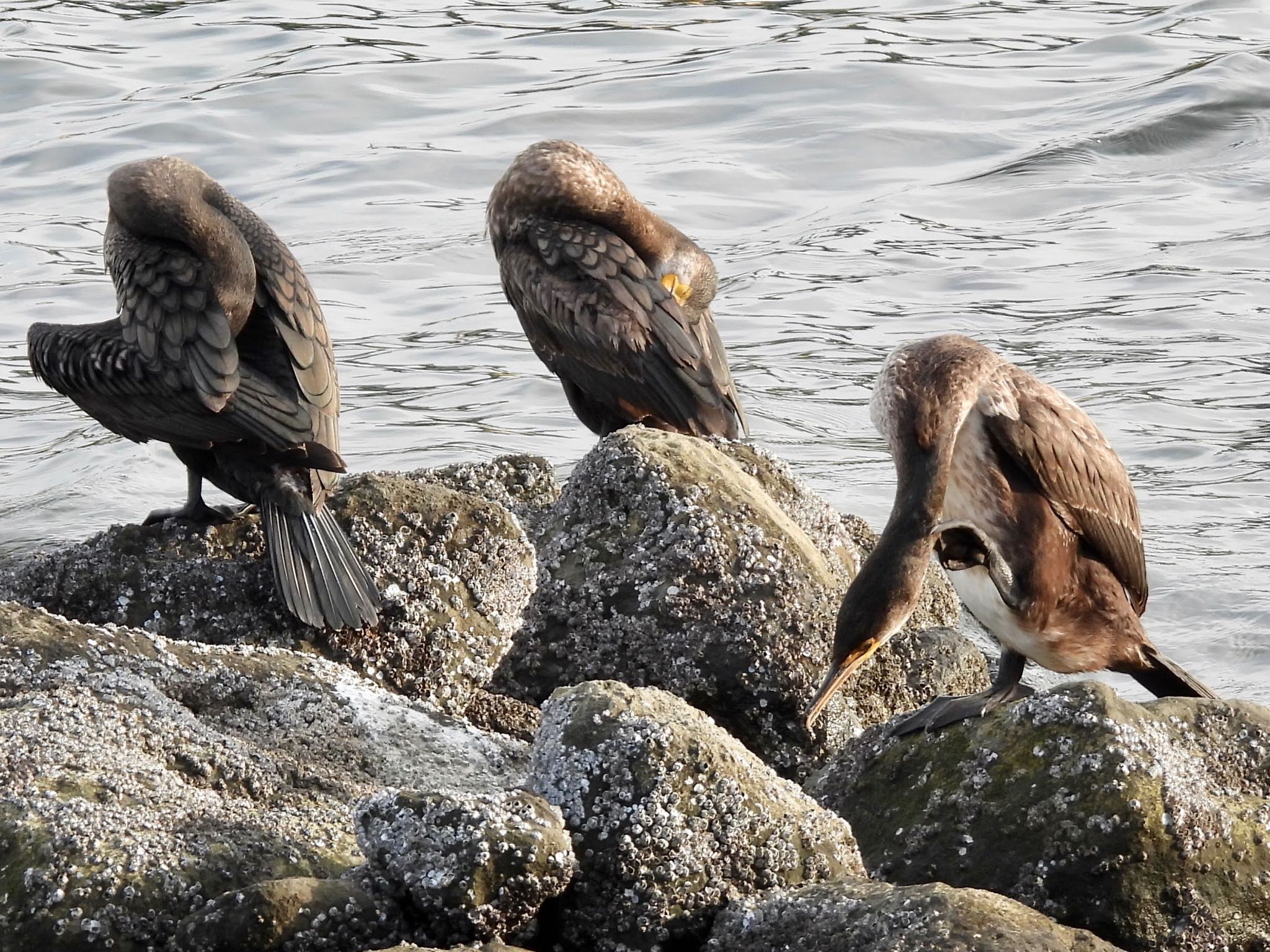 Photo of Great Cormorant at Tokyo Port Wild Bird Park by くー