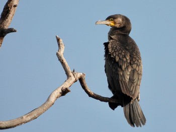 カワウ 東京港野鳥公園 2021年12月10日(金)