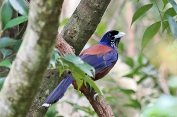 Lidth's Jay Amami Island(General) Wed, 2/22/2023