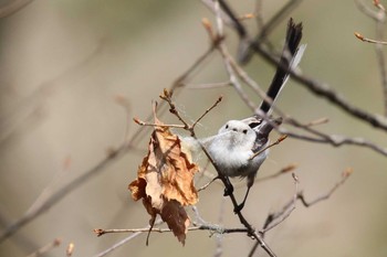 シマエナガ 北海道 函館市 見晴公園 2018年4月29日(日)