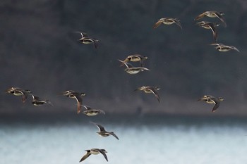 Baikal Teal 狭山湖 Sat, 2/18/2023