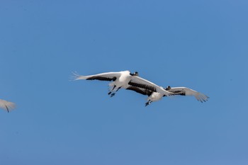 タンチョウ 鶴見台 2023年2月4日(土)