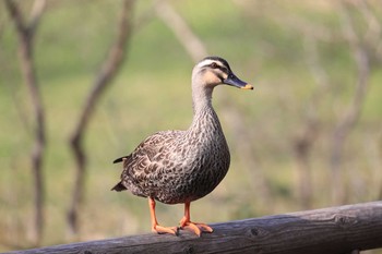 カルガモ 北海道 函館市 見晴公園 2018年4月29日(日)