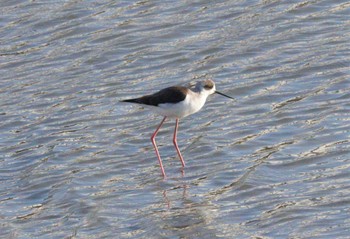 2023年2月21日(火) 土留木川河口(東海市)の野鳥観察記録