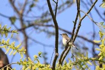 Narcissus Flycatcher 裏磐梯 Sun, 4/29/2018