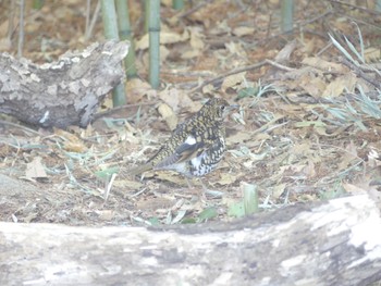 トラツグミ 秋ヶ瀬公園 2023年2月22日(水)