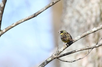 Masked Bunting 裏磐梯 Sun, 4/29/2018