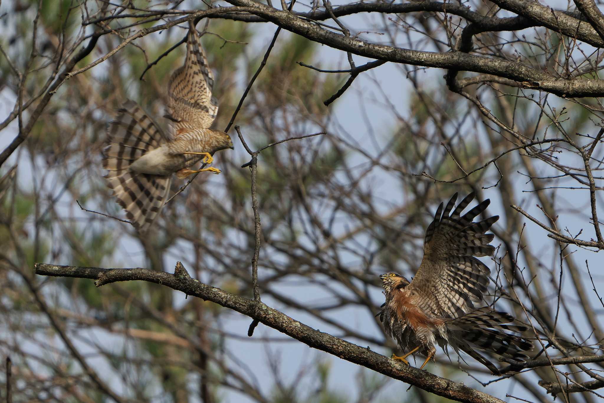 Eurasian Sparrowhawk