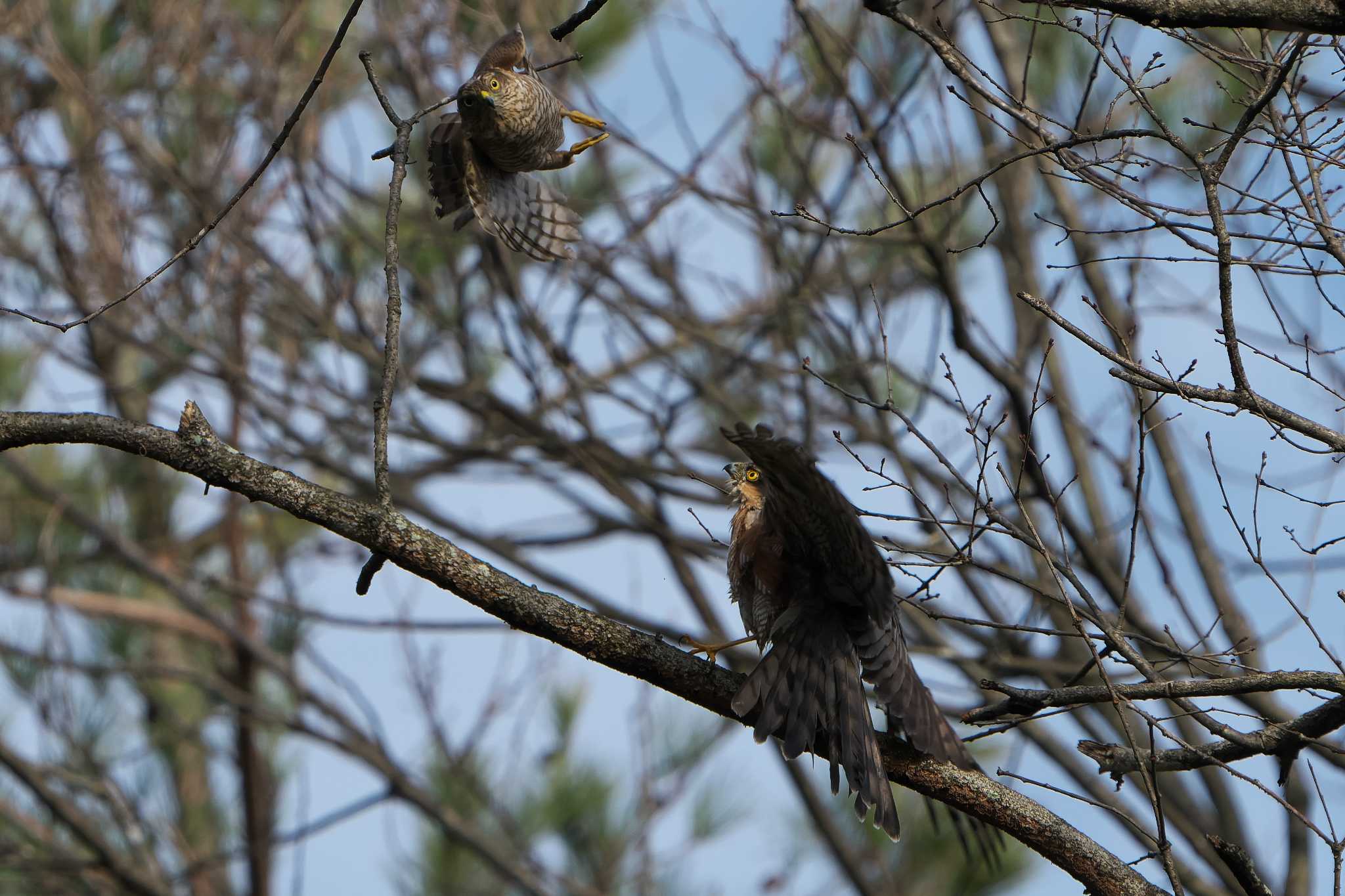 Eurasian Sparrowhawk