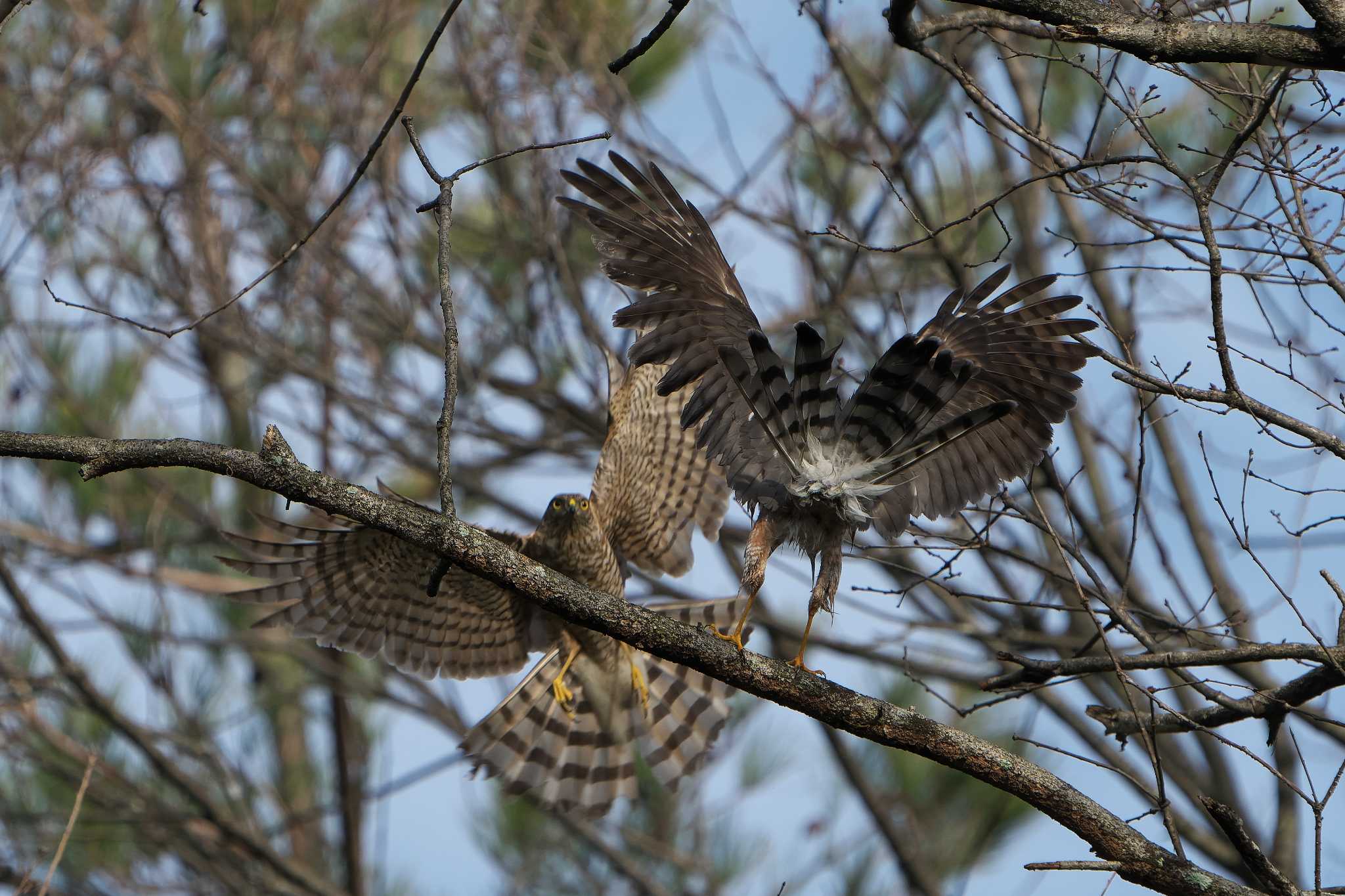 Eurasian Sparrowhawk