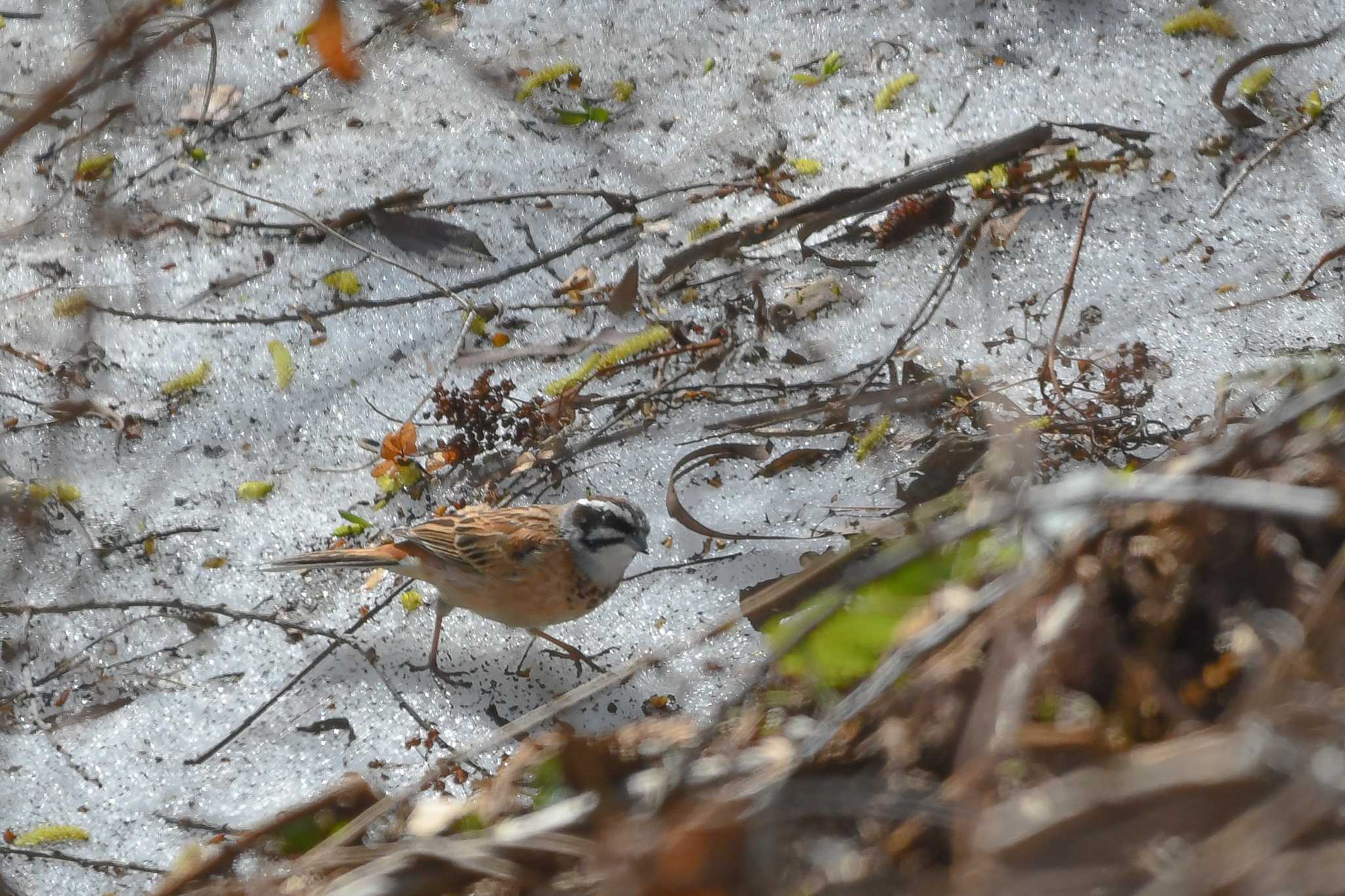 Meadow Bunting