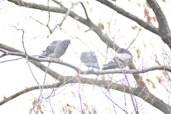 カワラバト 千里南公園 2023年2月23日(木)