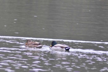 マガモ 千里南公園 2023年2月23日(木)