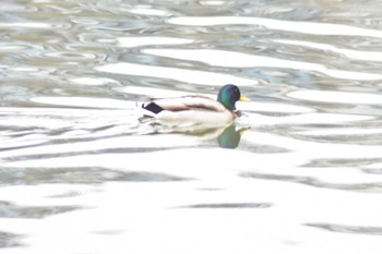 マガモ 千里南公園 2023年2月23日(木)