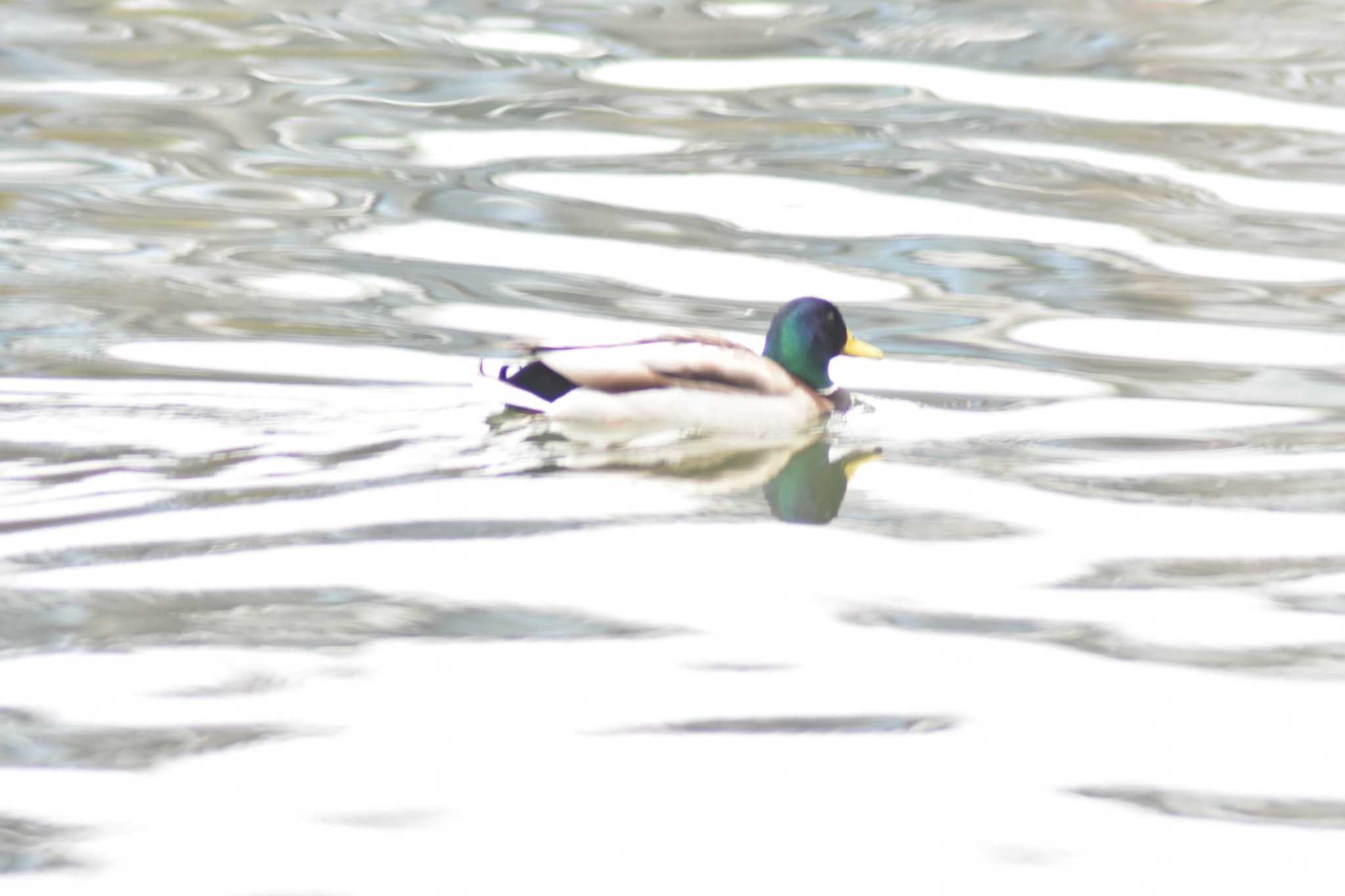 千里南公園 マガモの写真 by 米谷雅之