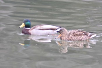 マガモ 千里南公園 2023年2月23日(木)