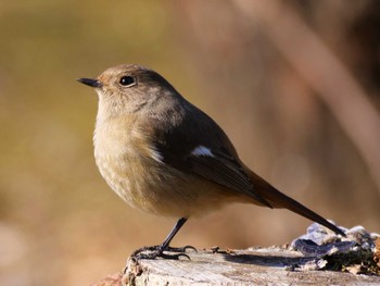 Daurian Redstart 柏 Sun, 1/22/2023