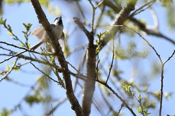 Willow Tit 裏磐梯 Sun, 4/29/2018