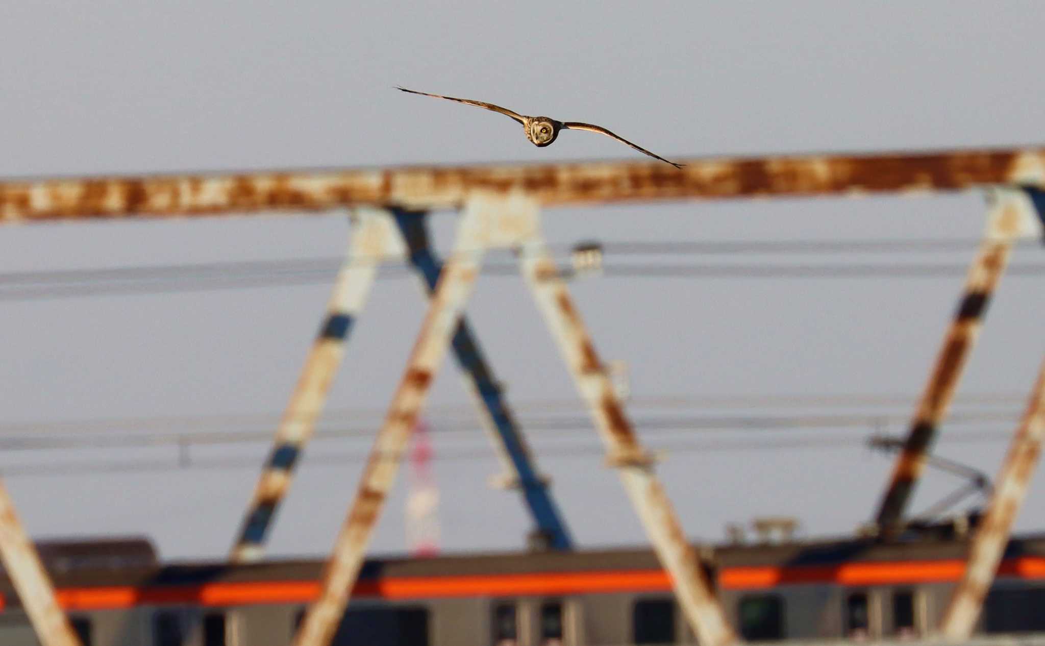 Photo of Short-eared Owl at 江戸川 by らうんでる