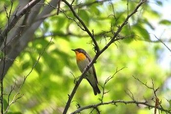 キビタキ 昭和記念公園 2018年4月29日(日)