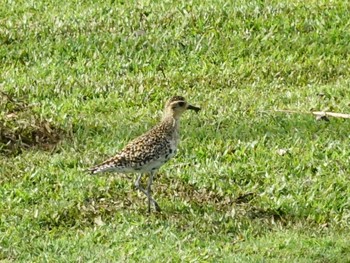 2023年2月22日(水) ホノルルの野鳥観察記録