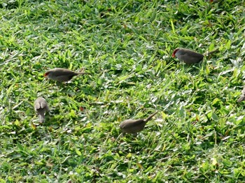 Common Waxbill ホノルル Wed, 2/22/2023