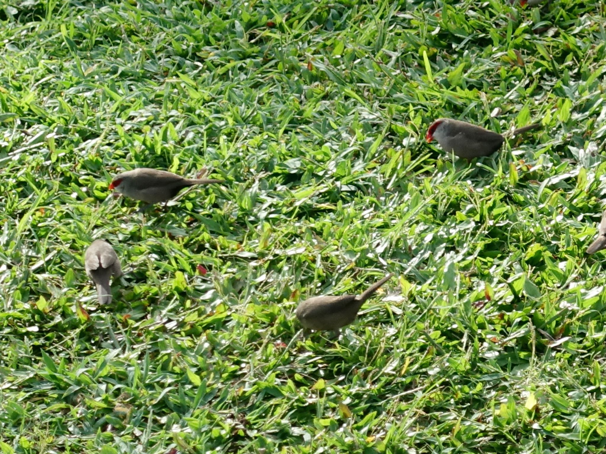 オナガカエデチョウ