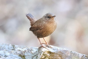 2023年2月22日(水) 各務野自然遺産の森の野鳥観察記録