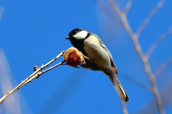 シジュウカラ 各務野自然遺産の森 2023年2月22日(水)