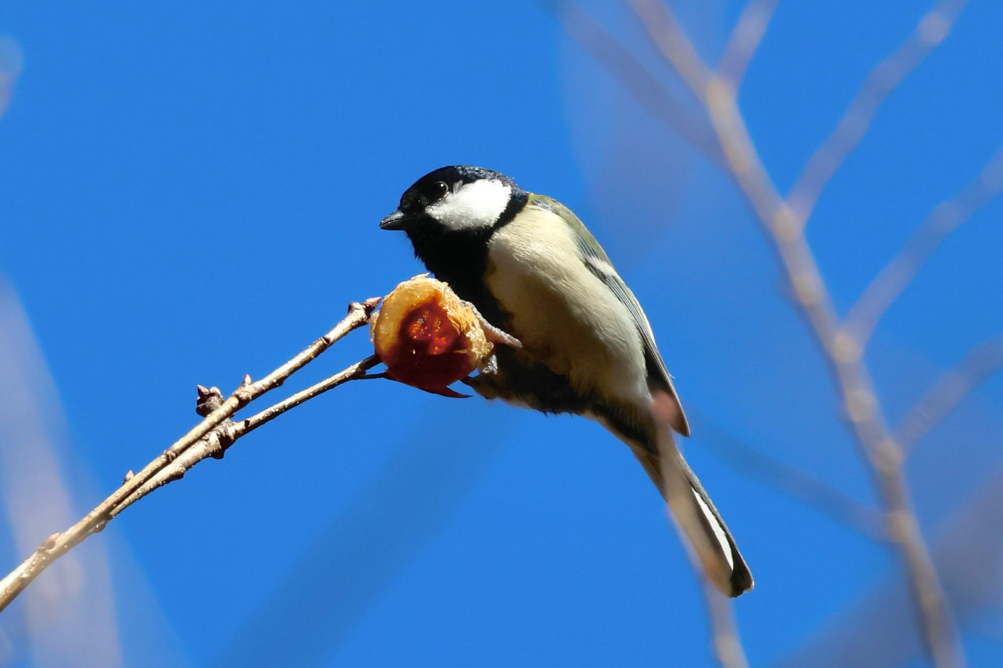 シジュウカラ