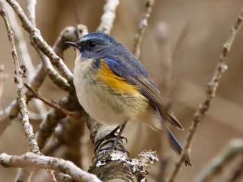 2023年2月23日(木) 高崎自然の森の野鳥観察記録