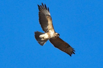 2023年2月22日(水) 大野極楽寺公園の野鳥観察記録