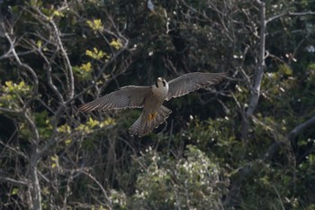 Peregrine Falcon 神奈川県 Sun, 4/29/2018